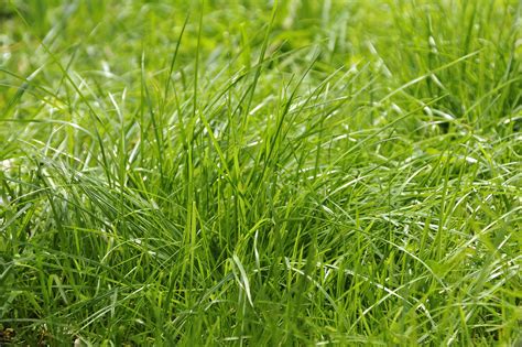 From Bare Patch to Lush Oasis: Growing Your Dream Lawn with Magic Grass Seed